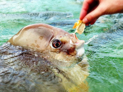 Aquascene Fish Feeding Sanctuary - Accommodation in Brisbane 1