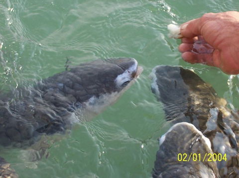 Aquascene Fish Feeding Sanctuary - Accommodation in Brisbane 2