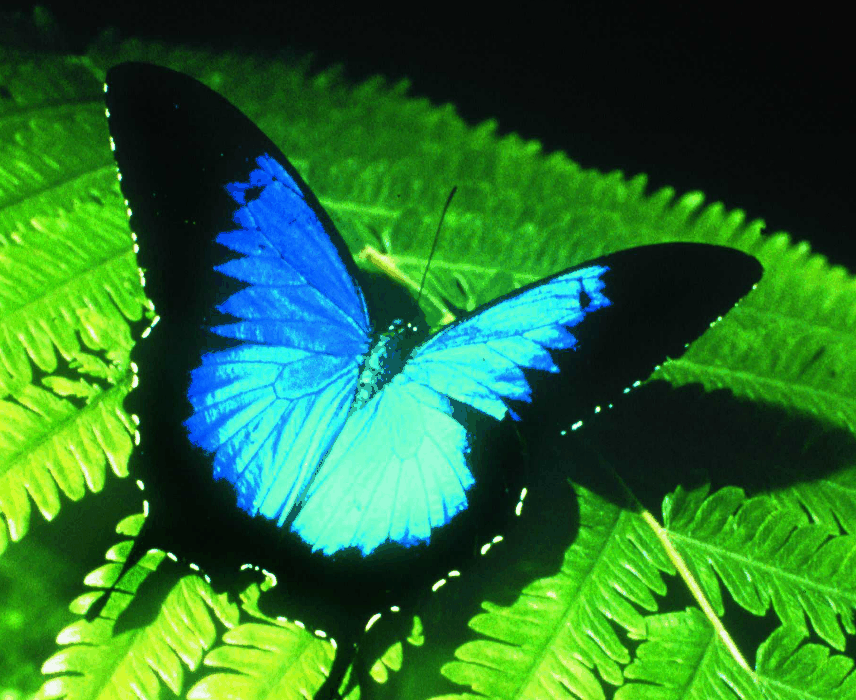 Australian Butterfly Sanctuary - Accommodation in Brisbane