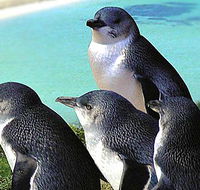Rockingham Wild Encounters - Accommodation in Brisbane