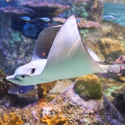 Melbourne Aquarium - Accommodation in Brisbane 4