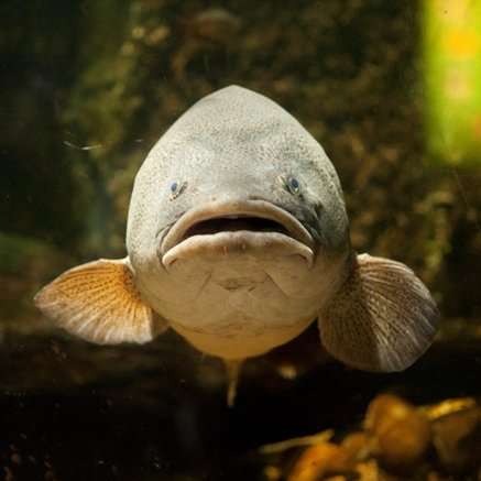 Melbourne Aquarium - Accommodation in Brisbane 5