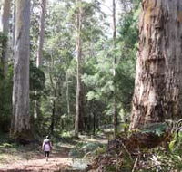 Warren River Loop Walk - Accommodation in Brisbane