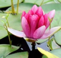 The Lotus Day Spa and Retreat - Accommodation in Brisbane