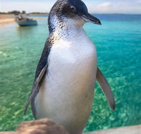 Penguin Island - Accommodation in Brisbane