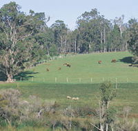 Scenic Drives - Bunbury Collie Donnybrook - Accommodation in Brisbane