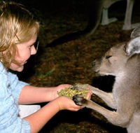 Discovery Bay's Walk on the Wild Side - Accommodation in Brisbane