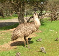 Minlaton Fauna Park - Accommodation in Brisbane