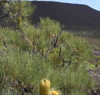 Lesueur Walk Trail Mount Lesueur - Accommodation in Brisbane