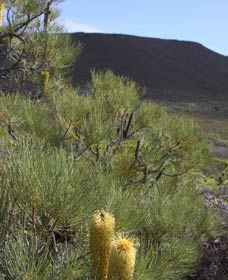 Lesueur Walk Trail, Mount Lesueur - Accommodation in Brisbane 0