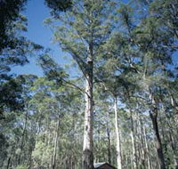 Diamond Tree Lookout Manjimup - Accommodation in Brisbane