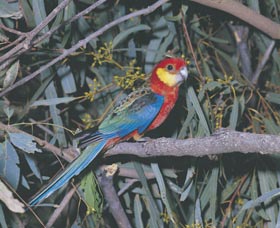 King River - Accommodation in Brisbane 0