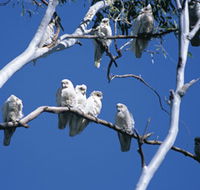 Carawine Gorge - Accommodation in Brisbane