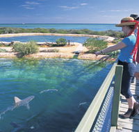 Shark Bay Marine Park - Accommodation in Brisbane