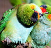 Rainbow Jungle - The Australian Parrot Breeding Centre - Accommodation in Brisbane