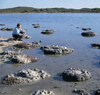 Lake Thetis Stromatolites - Accommodation in Brisbane