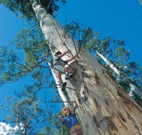 Dave Evans Bicentennial Tree - Accommodation in Brisbane
