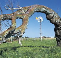 Greenough Leaning Trees - Accommodation in Brisbane