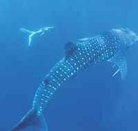 Ningaloo Marine Park - Accommodation in Brisbane