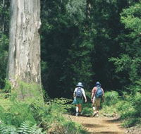 Gloucester Tree - Accommodation in Brisbane