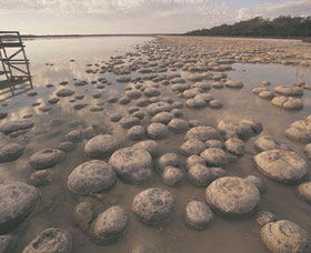 Yalgorup National Park - Accommodation in Brisbane 0