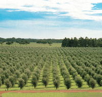 Fini Olives - Accommodation in Brisbane