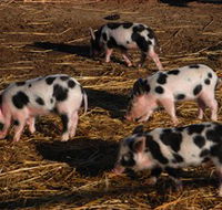 Will's Rare Breeds Farm - Accommodation in Brisbane