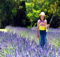 Brayfield Park Lavender Farm - Accommodation in Brisbane