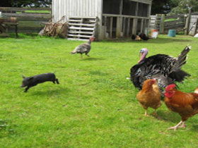 Echo Farm - Accommodation in Brisbane 0