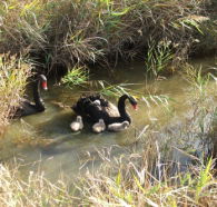 Tamar Island Wetlands Reserve and Interpretation Centre - Accommodation in Brisbane