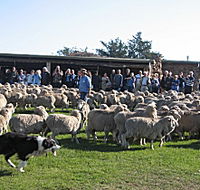 Curringa Farm - Accommodation and Farm Tours - Accommodation in Brisbane