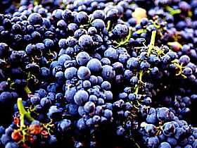 Laurel Bank Vineyard - Accommodation in Brisbane 0