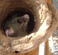 Mulga Sanctuary and Wildlife Park - Accommodation in Brisbane