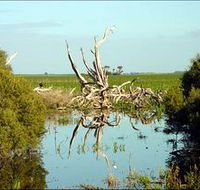 Bool Lagoon Game Reserve and Hacks Lagoon Conservation Park - Accommodation in Brisbane