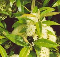 Tumbeela Native Bushfoods - Accommodation in Brisbane