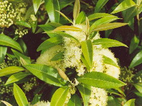 Tumbeela Native Bushfoods - Accommodation in Brisbane 0
