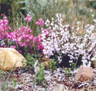 Stokes Bay Bush Garden - Accommodation in Brisbane
