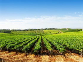 Aldinga Bay Winery - Accommodation in Brisbane 0