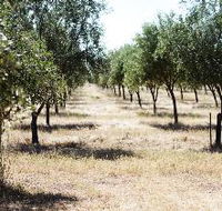 Talinga Grove Olive Oils - Accommodation in Brisbane