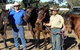 Coffin Bay Brumby Preservation Society Incorporated - thumb 0
