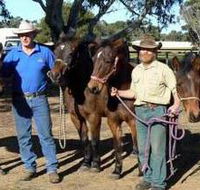 Coffin Bay Brumby Preservation Society Incorporated - Accommodation in Brisbane