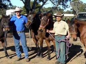 Coffin Bay Brumby Preservation Society Incorporated - Accommodation in Brisbane 0