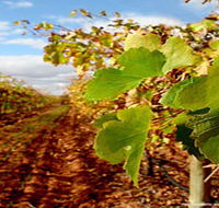 Mirabella Vineyards - Accommodation in Brisbane