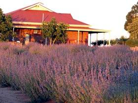 Bella Lavender Estate - Accommodation in Brisbane 0