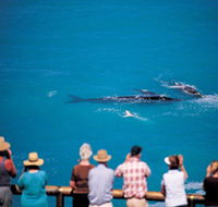Whale Watching At Head Of Bight - Accommodation in Brisbane