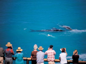Whale Watching At Head Of Bight - Accommodation in Brisbane 0