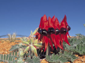 Alan Mclellan Lookout - Accommodation in Brisbane 0
