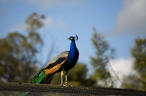 Maggie Beer's Farm Shop - Accommodation in Brisbane 4