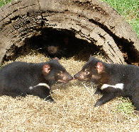Wing's Wildlife Park - Accommodation in Brisbane