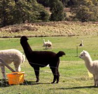 Maydena Country Cabins Accommodation  Alpaca Stud - Accommodation in Brisbane